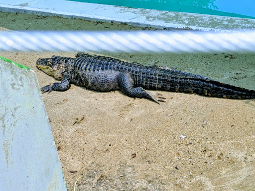 Zoo «Miller Park Zoo», reviews and photos, 1020 S Morris Ave, Bloomington, IL 61701, USA