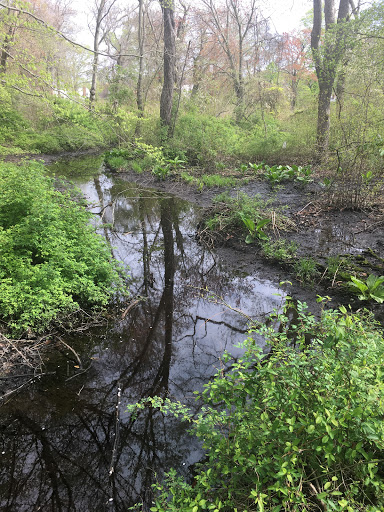 Nature Preserve «Brookside Preserve», reviews and photos, N Brookside Ave, Roosevelt, NY 11575, USA