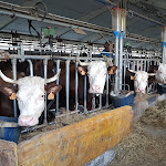 Photo n°2 de l'avis de Guy.o fait le 15/04/2019 à 20:01 sur le  Ristorante Agriturismo Dalbard da Remo à Pollein