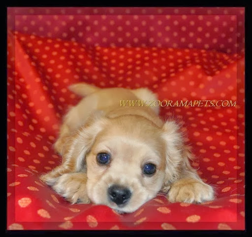 Pet Supply Store «Zoo-Rama Pets», reviews and photos, 2566 E Tremont Ave, Bronx, NY 10461, USA