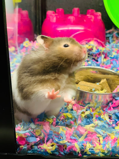 Pet Supply Store «PetSmart», reviews and photos, 190 Rt 10 West, East Hanover, NJ 07936, USA