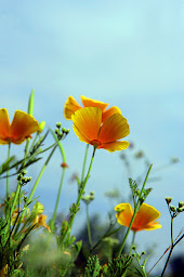 Photo n°3 de Frenchtearose à Bouzon-Gellenave ()