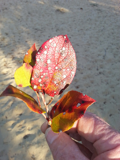 Golf Course «Ocean Dunes Golf Course», reviews and photos, 15 Onadoone Ct, Florence, OR 97439, USA