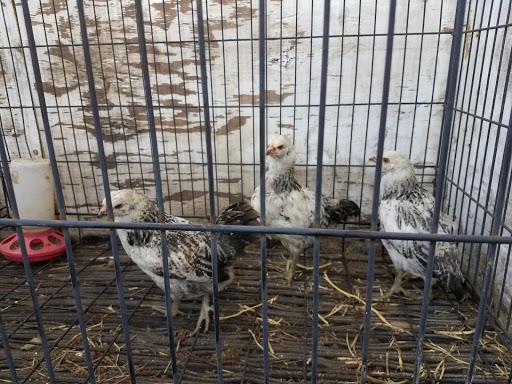 Home Improvement Store «Tractor Supply Co.», reviews and photos, 4888 Okeechobee Rd, Fort Pierce, FL 34947, USA