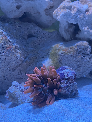 Pet Store «Pet Connection», reviews and photos, 29551 Five Mile Road, Livonia, MI 48154, USA