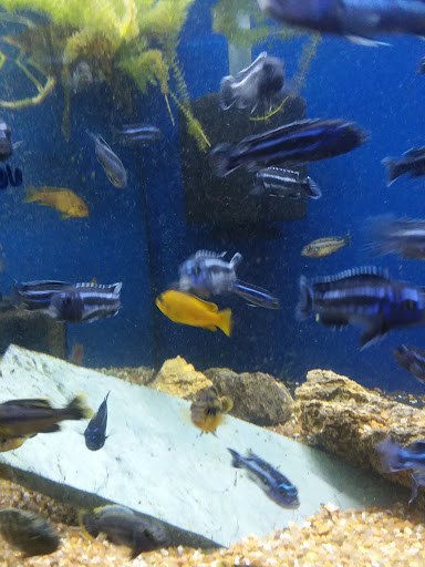 Pet Store «Olathe Pet Shop», reviews and photos, 16651 151st St, Olathe, KS 66062, USA