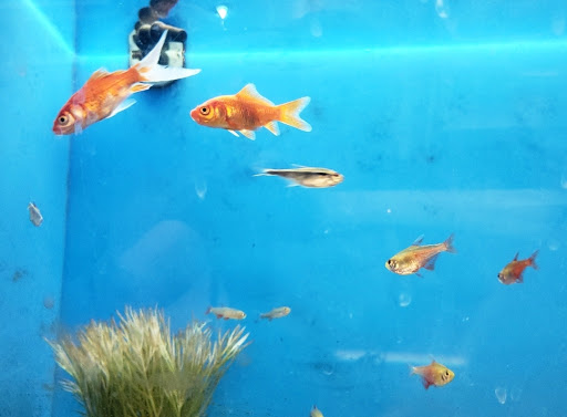 Pet Supply Store «PetSmart», reviews and photos, 9589 Ridgetop Blvd NW, Silverdale, WA 98383, USA