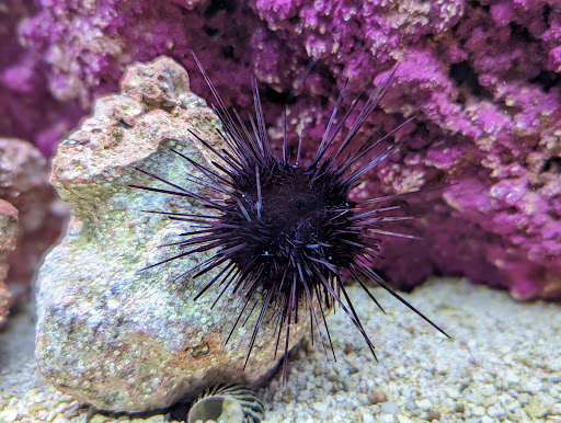 Pet Supply Store «Petco Animal Supplies», reviews and photos, 22 Peninsula Center, Rolling Hills Estates, CA 90274, USA