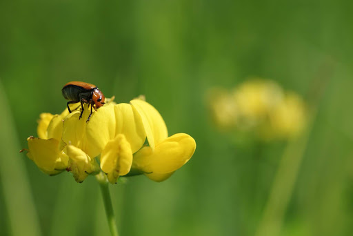 Park «Colby Lake Park», reviews and photos, 9715 Valley Creek Rd, Woodbury, MN 55125, USA