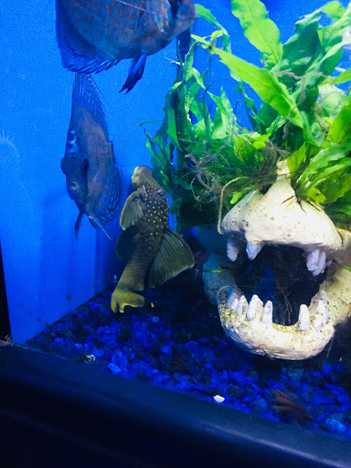 Pet Store «Pet Junction», reviews and photos, 146 NH-108, Dover, NH 03820, USA