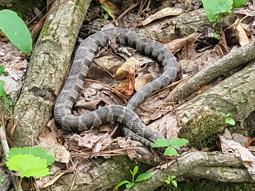 Golf Course «Wills Park Disc Golf Course», reviews and photos, 454 Wills Rd, Alpharetta, GA 30004, USA