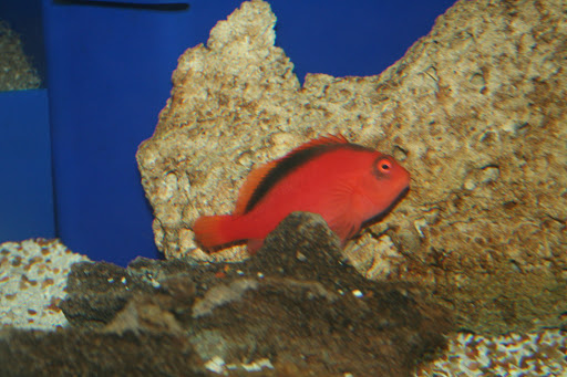 Tropical Fish Store «Aquatic Treasures/Bruces Pond Shop», reviews and photos, 20708 Gudith Rd, Brownstown Charter Twp, MI 48183, USA