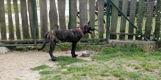 VillaDog - Hotel Canino