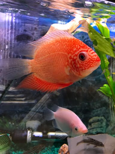 Pet Store «Petland Discounts - Richmond», reviews and photos, 2795 Richmond Ave, Staten Island, NY 10314, USA