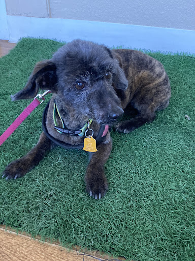 Outpaw's pet grooming