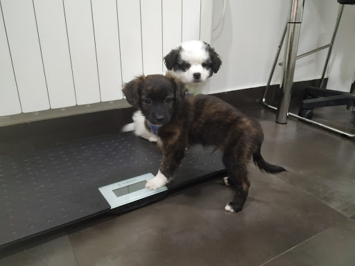 Clínica Veterinaria Zalla en Mimetiz