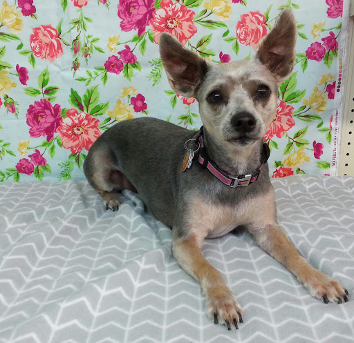 Pet Supply Store «Sunflower Natural Pet Supplies», reviews and photos, 514 Pillsbury Dr, Manhattan, KS 66502, USA