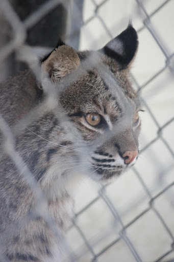 Wildlife Rescue Service «In-Sync Exotics», reviews and photos, 3430 Skyview Dr, Wylie, TX 75098, USA