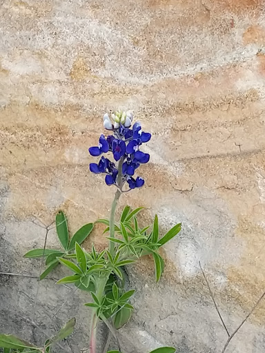 Winery «Arc De Texas», reviews and photos, 4555 US-281, Johnson City, TX 78636, USA