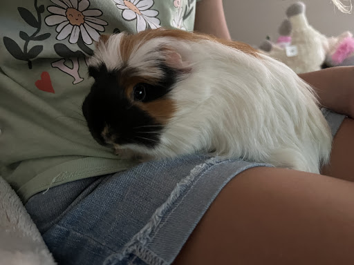 Pet Supply Store «Petco Animal Supplies», reviews and photos, 10315 E Shelby Dr, Collierville, TN 38017, USA