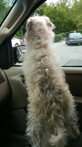 Pet Supply Store «Petco Animal Supplies», reviews and photos, 10383 Reisterstown Rd, Owings Mills, MD 21117, USA