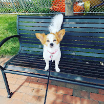 Chica Bow Wow Dog Walking and Pet Sitting Services - Photo 3 - Car repair in North Bergen Township, NJ, Brooklyn