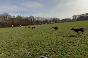Hondenlosloopweide Nieuwenhoven image