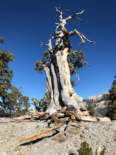 Upper Bristlecone Trail Head