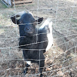 Photo n° 6 de l'avis de Staali.a fait le 20/10/2018 à 16:54 pour Les Poneys De Provence à Lambesc