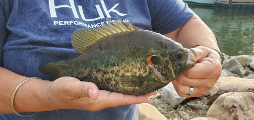 RV Park «Bluewater Resort and RV Campground», reviews and photos, 220 Bluewater Campground Rd, Dayton, TN 37321, USA