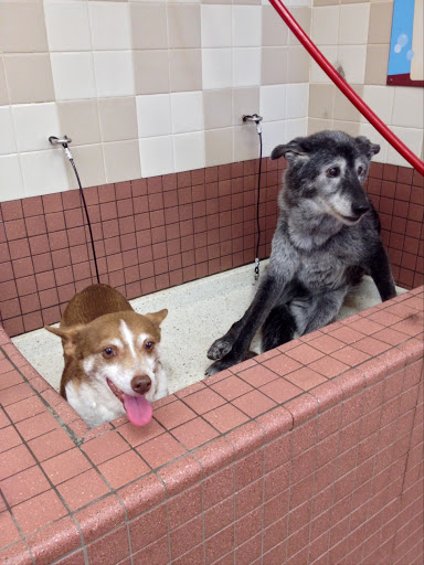 Pet Supply Store «Pet Food Express», reviews and photos, 261 Park Rd, Burlingame, CA 94010, USA