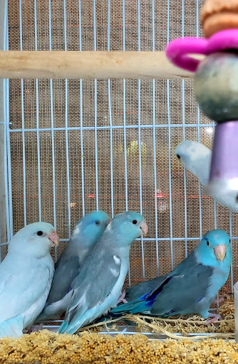 Pet Store «Louis Birds Pets & Supplies», reviews and photos, 80 Keyes St, San Jose, CA 95122, USA