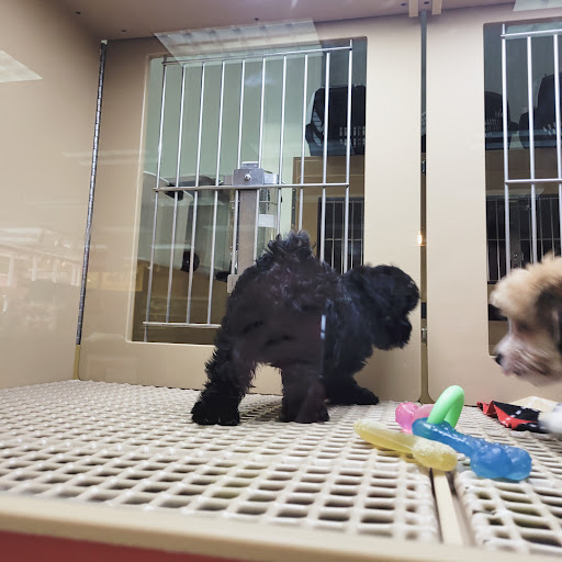 Pet Supply Store «Petland Dallas», reviews and photos, 11909 Preston Rd, Dallas, TX 75230, USA