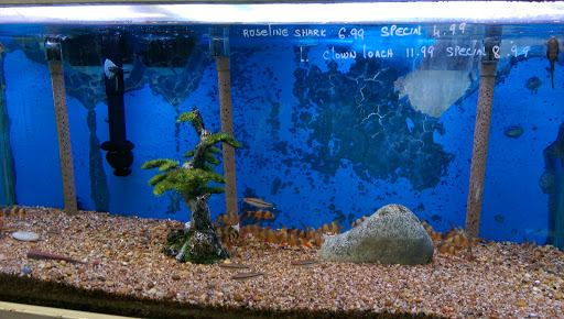 Tropical Fish Store «Fishland», reviews and photos, 13155 Westheimer Rd #114, Houston, TX 77077, USA