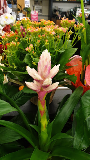 Grocery Store «Albertsons», reviews and photos, 2321 W University Dr, Denton, TX 76201, USA