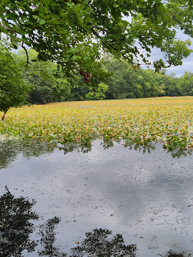 Nature Preserve «Twin Lakes Preserve», reviews and photos, Park Ave, Wantagh, NY 11793, USA