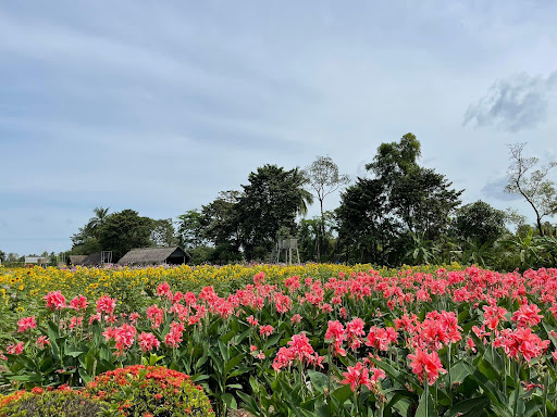 Top 20 cửa hàng cây kiểng Thành phố Phan Thiết Bình Thuận 2022