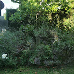 Photo n°2 de l'avis de Antonella.a fait le 20/07/2021 à 13:56 sur le  Ristoro Del Moro à Agrate Brianza