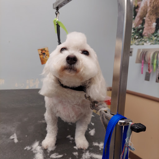 Pet Supply Store «PetSmart», reviews and photos, 16514 SW 88th St, Kendall, FL 33196, USA