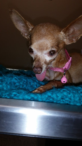 Menifee Animal Hospital image