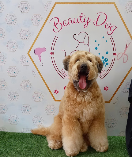 Pensioni per cani e dog hotel a Beauty Dog di Carol D'andrea