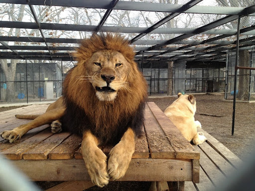 Wildlife Rescue Service «In-Sync Exotics», reviews and photos, 3430 Skyview Dr, Wylie, TX 75098, USA