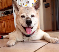 Ms.Sharon's Pet Sitting services - Photo 3 - Car repair in , Las Vegas