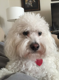 Pretty Pooch - Photo 7 - Car repair in San Antonio, TX, San Antonio