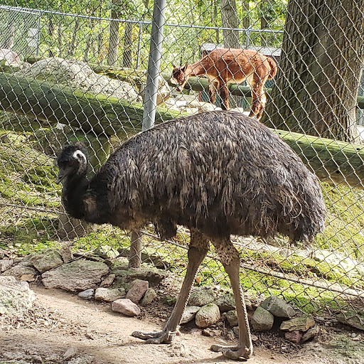 Zoo «North Attleboro WW1 Memorial Park», reviews and photos, 365 Elmwood St, North Attleborough, MA 02760, USA