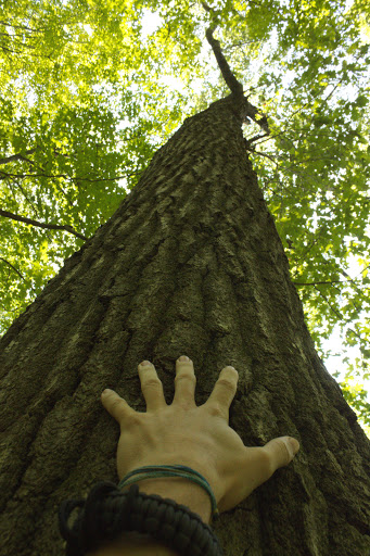 Nature Preserve «Engelmann Woods Natural Area», reviews and photos, 2360 Hwy D, Boles Township, MO 63304, USA