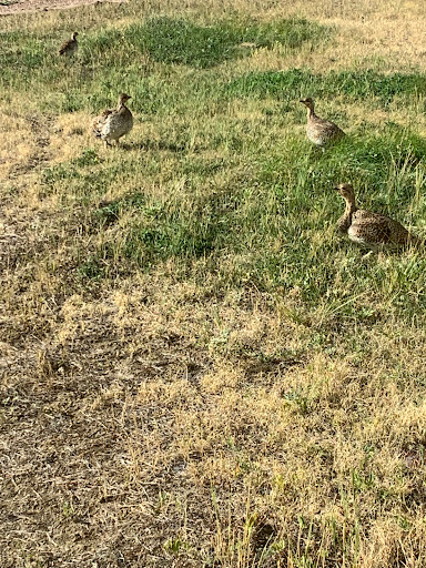 Casino «Prairie Wind Casino & Hotel», reviews and photos, 26 Casino drive, Oglala, SD 57764, USA