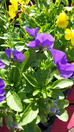 Book Store «Pipe & Thimble Bookstore», reviews and photos, 24830 Narbonne Ave, Lomita, CA 90717, USA