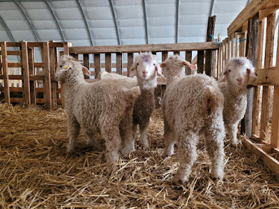 Le Mohair de Planzolles à Planzolles
