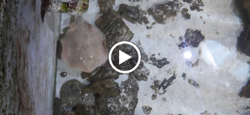 Aquarium «Aquarium of Boise», reviews and photos, 64 N Cole Rd, Boise, ID 83704, USA